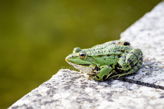 Звичайна водяна жаба на стіні — стокове фото