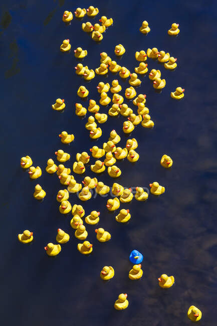 Patos de goma, un pato azul - foto de stock
