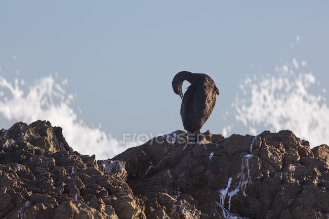 Africa, Sud Africa, Città del Capo, Uccello seduto sulle rocce, preening — Foto stock