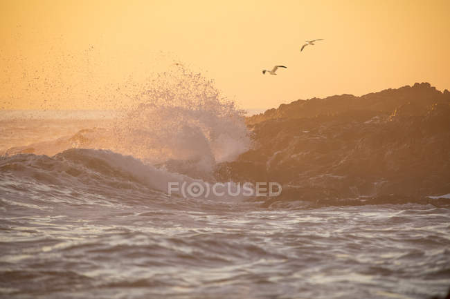 Afrique, Afrique du Sud, Cap occidental, Cap, oiseaux survolant la côte rocheuse, vagues au coucher du soleil — Photo de stock
