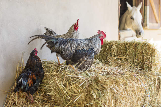 Animales de granja en heno - foto de stock