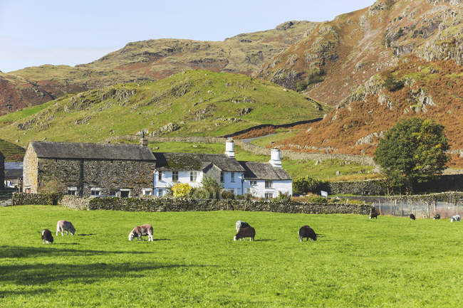 Regno Unito, Inghilterra, Cumbria, Lake District, mucche al pascolo nella campagna vicino al Passo Wrynose — Foto stock