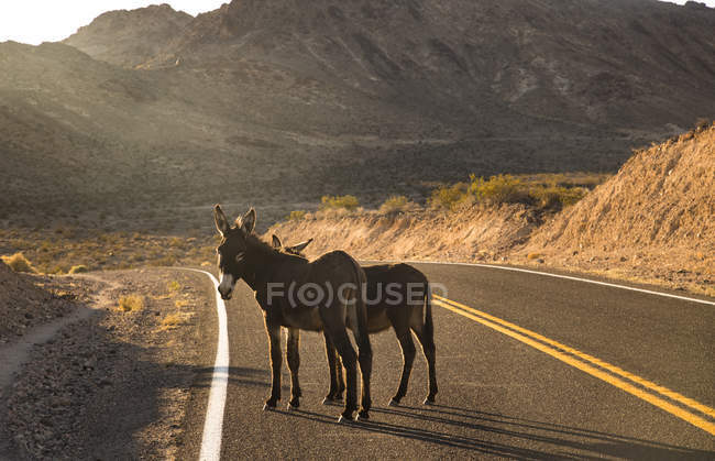 Estados Unidos, California, Death Valley, burros en una carretera - foto de stock