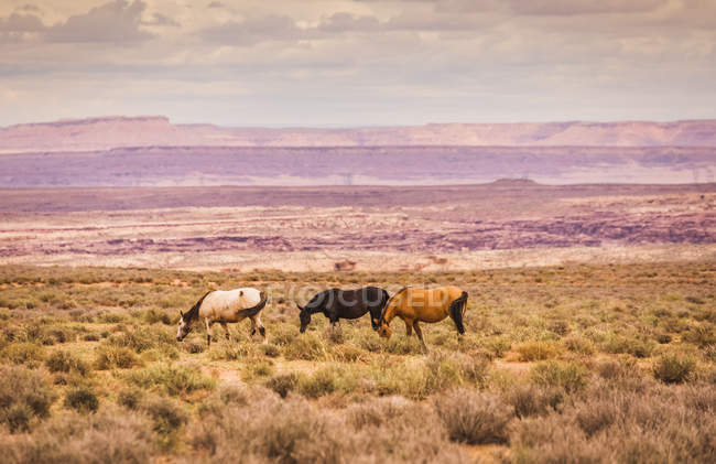 США, Аризона, Велична Глибоа ущелина, три коні — стокове фото