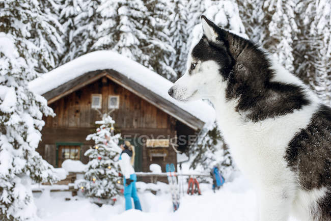 Österreich, altenmarkt-zauchensee, hund im schnee mit frau bei hütte im hintergrund — Stockfoto