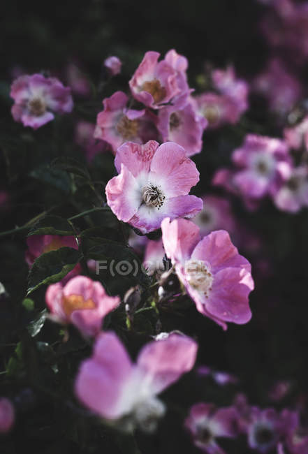 Cão rosa, Rosa canina — Fotografia de Stock