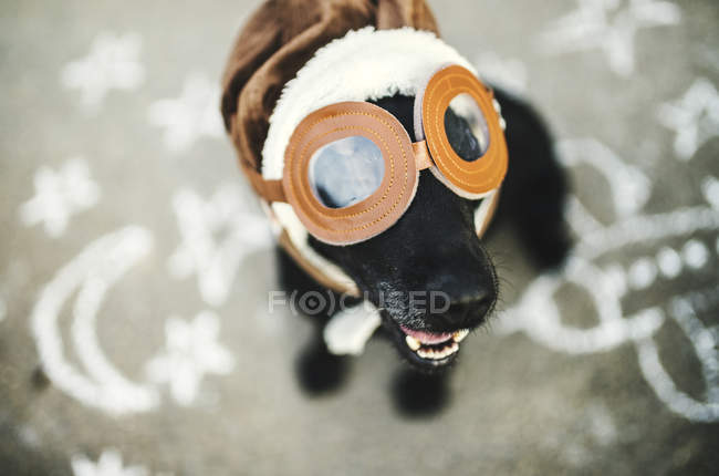 Retrato de perro negro con gafas voladoras y sombrero - foto de stock