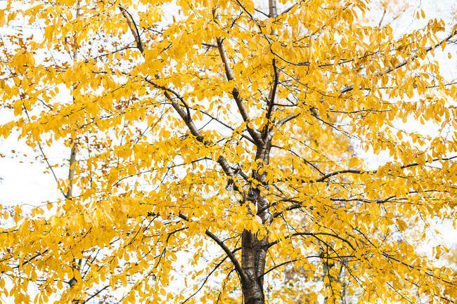 Дерево з жовтим осіннім листям, частковий вид — стокове фото