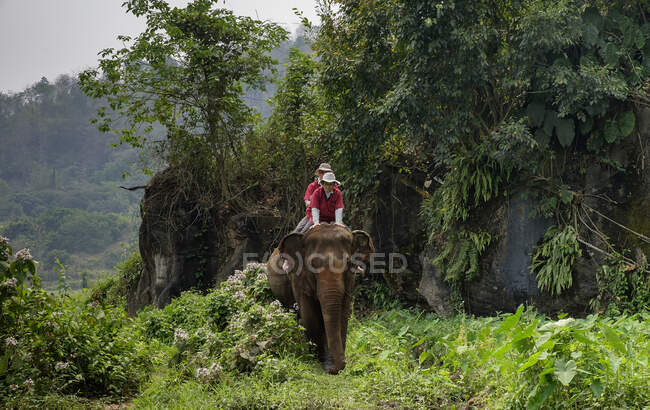Tailandia, provincia de Chiang Mai, santuario del elefante de Ran Tong, trekking del elefante - foto de stock