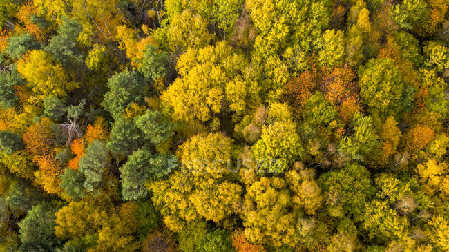 Germany, Hesse, Oestrich-Winkel, Rheingau, Aerial view in autumn — Stock Photo