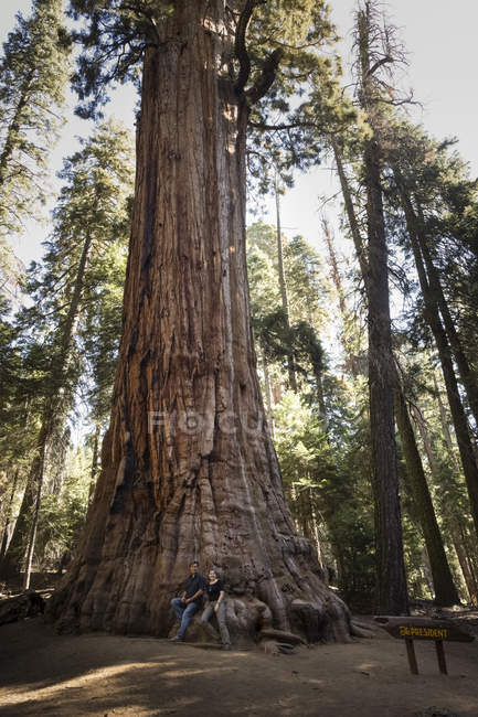 Usa (Californie), parc national de Sequoia, Séquoia arbre 