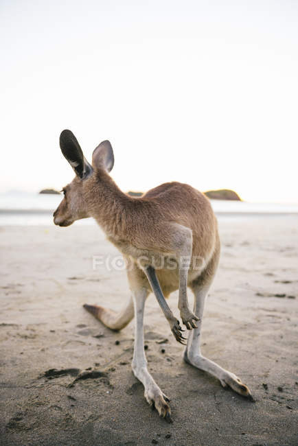 Австралія, Квінсленд, Макей, Мис Хіллсборо Національний парк, кенгуру на пляжі — стокове фото