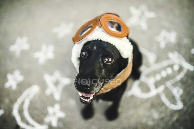 Retrato de cão preto vestindo óculos voadores e chapéu — Fotografia de Stock