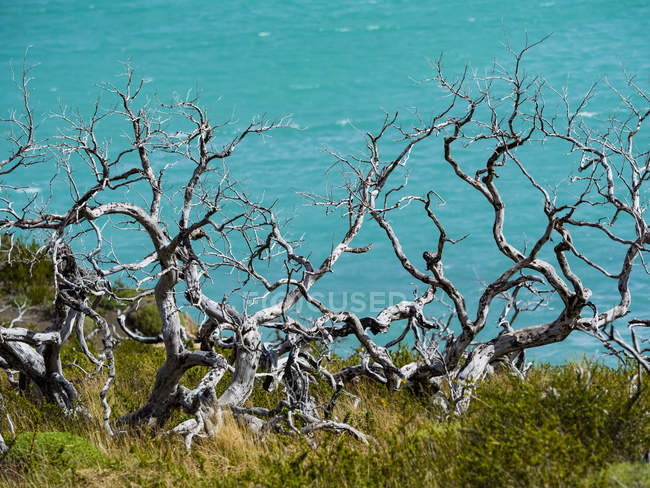 Chile, Patagônia, Parque Nacional Torres del Paine, Lago Nordenskjold e árvores mortas em primeiro plano — Fotografia de Stock