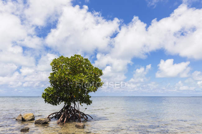 Maurício, Costa Leste, Oceano Índico, manguezal — Fotografia de Stock