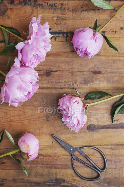 Peonías y tijeras rosas sobre madera - foto de stock