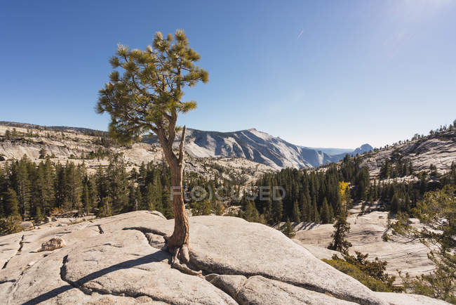 Estados Unidos, California, Parque Nacional Yosemite, mirador con árbol en otoño - foto de stock