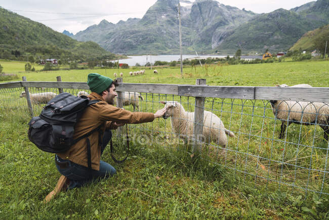 Giovane uomo con zaino petting pecore al pascolo — Foto stock