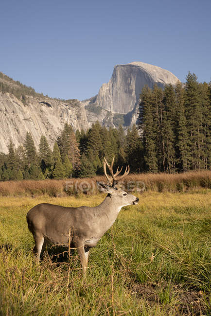 USA, Kalifornien, Yosemite-Nationalpark, Hirsche auf einem Feld mit el capitan im Hintergrund — Stockfoto