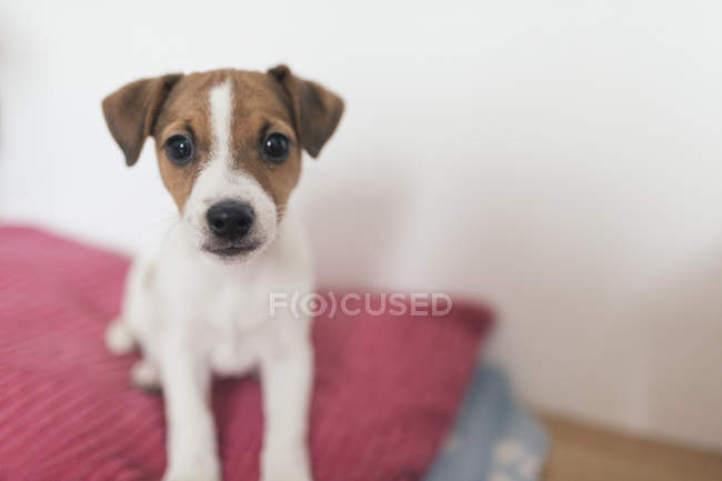 Jack Russel Terrier, cadela — Fotografia de Stock