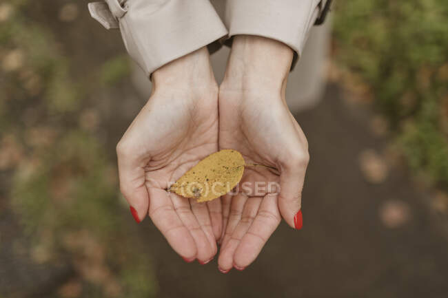 Woman's hands holding autumn leaf — Stock Photo