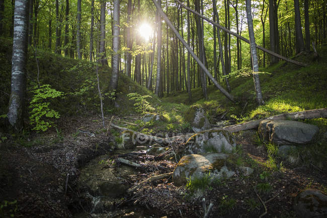 Deutschland, mecklenburg-vorpommern, ruegen, jasmund nationalpark, buchenwald — Stockfoto