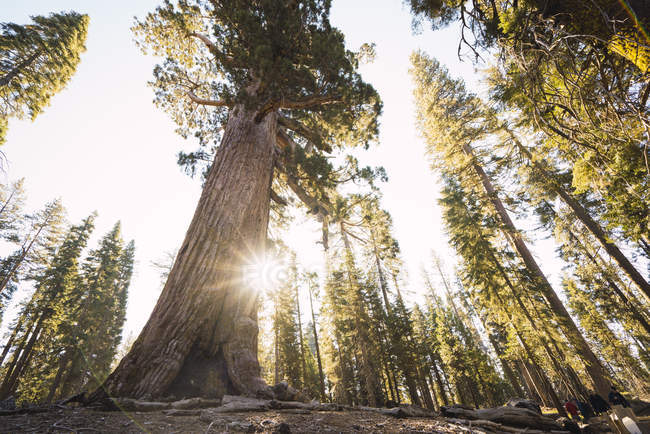 États-Unis, Californie, Parc national de Yosemite, Mariposa, séquoias — Photo de stock