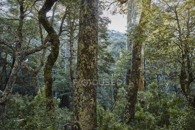 Chile, Puren, Parque Nacional de Nahuelbuta, Floresta Araucaria — Fotografia de Stock
