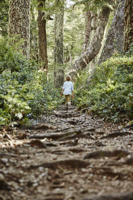 Chile, Puren, Nahuelbuta National Park, boy walking on path through forest — Stock Photo