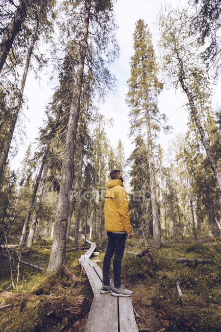 Sweden, Lapland, man wearing  windbreaker standing on boardwalk in the woods looking at distance — Stock Photo