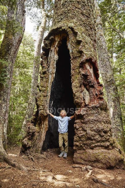 Chile, Puren, Parque Nacional Nahuelbuta, menino de pé dentro de uma velha árvore Araucaria — Fotografia de Stock