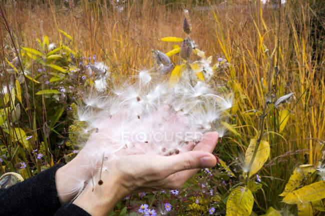 Allemagne, mains de l'homme tenant des graines d'asclépiade voyante dans le jardin botanique en automne — Photo de stock