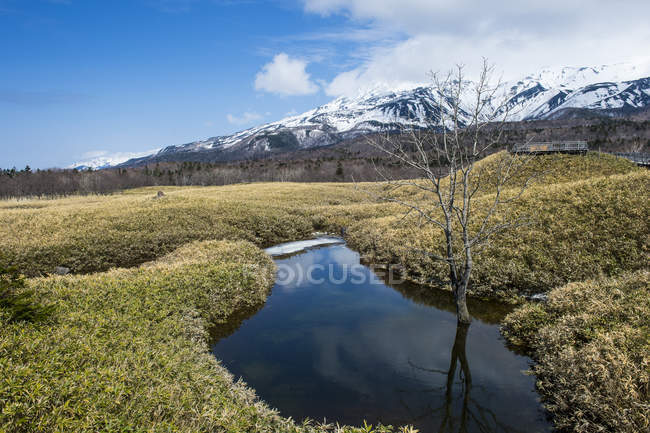 Хоккайдо, Национальный парк Ширетоко, Бамбуковое поле Вейча в районе озер Ширетоко Гоко — стоковое фото