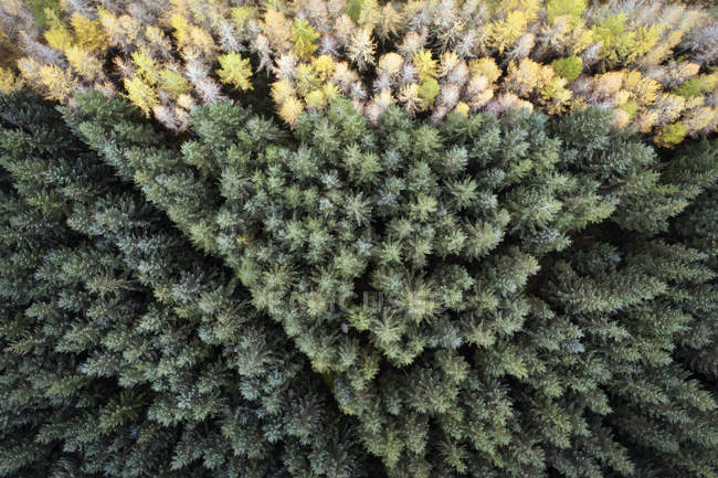Великобритания, Шотландия, сосновый лес — стоковое фото