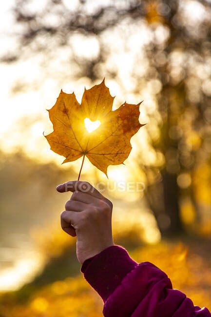 Girl's hand holding autumn leaf with heart-shaped hole at sunset — Stock Photo