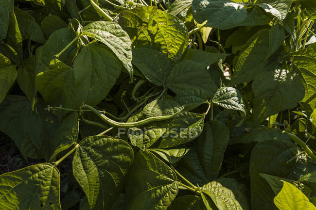 Bush bean growing on field — Stock Photo