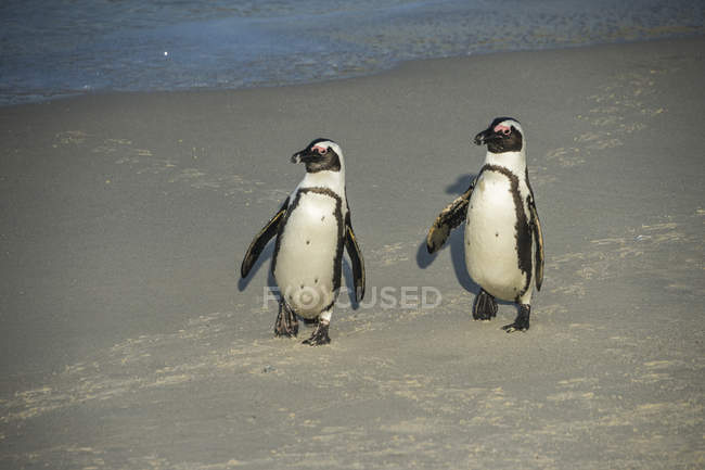 Afrique du Sud, Cap de bon espoir, Plage de Boulders, manchots cuivres, Spheniscus demersus — Photo de stock