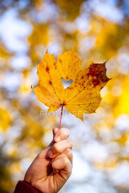 Girl's hand holding autumn leaf with heart-shaped hole — Stock Photo
