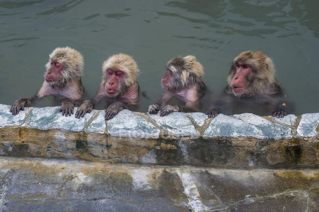 Hokkaido, Hakodate, red-faced makak in water — Stock Photo