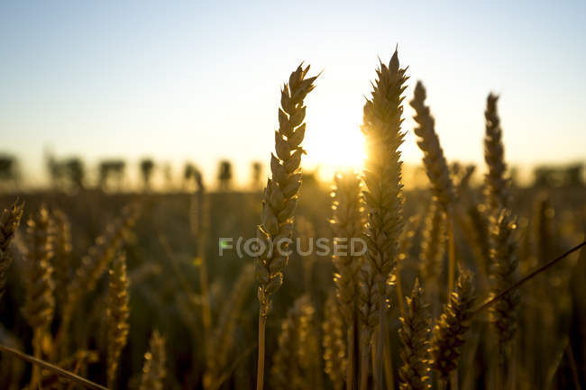 Ears of wheat at sunset — Stock Photo