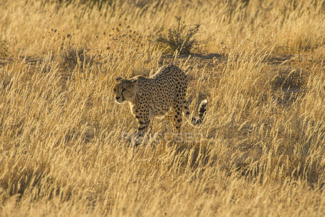 Sudáfrica, Kalahari Transfrontier Park, Cheetah, Acinonyx jubatus - foto de stock