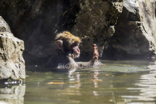 Japan, Red-faced makak, young animal in water — Stock Photo