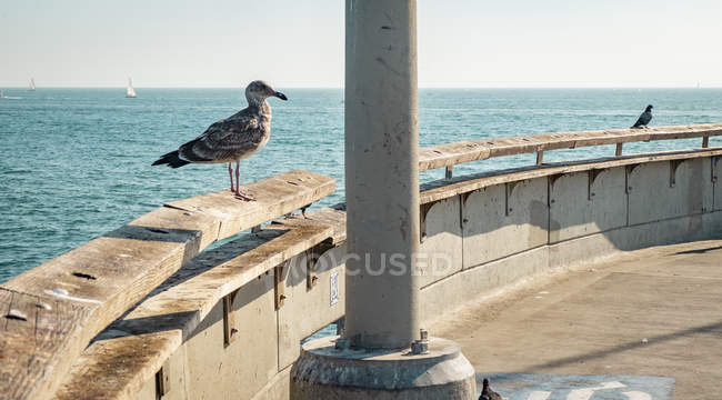 EUA, Califórnia, Los Angeles, Gaivota e pomba no cais de Veneza — Fotografia de Stock