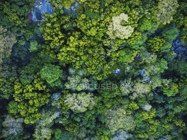 Seychelles, La Digue, Vista aérea de la selva tropical - foto de stock