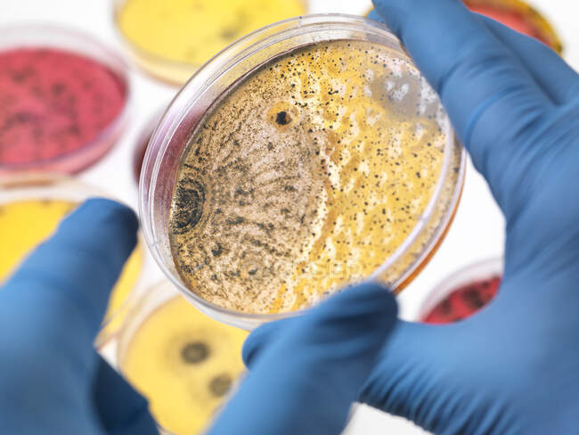 Ученый, изучающий чашки Петри, содержащие бактериальный рост в лаборатории — стоковое фото
