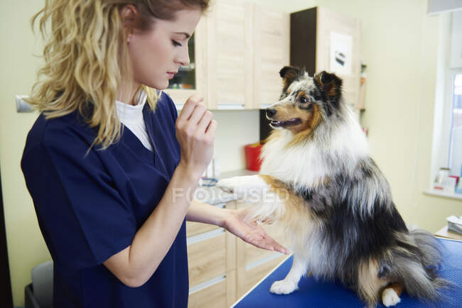 Zampa di cane donando al veterinario femminile in chirurgia veterinaria — Foto stock