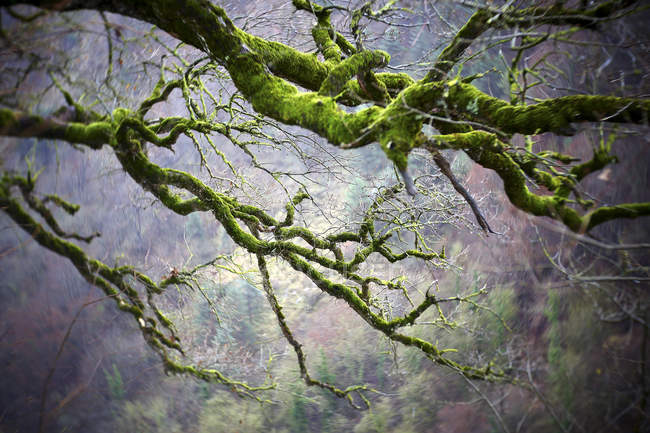 Espagne, Parc naturel de Gorbea, arbre cultivé en mousse — Photo de stock