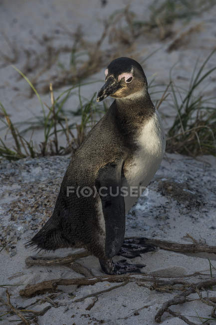 Південна Африка, Мис Доброї Надії, пляж валунів, пінгвін Jackass, Spheniscus демерсус — стокове фото