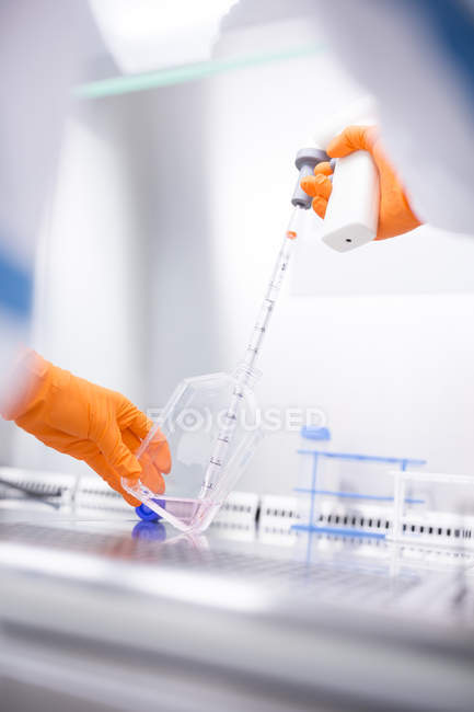 Exchange of cultivation medium in the sterile laminar box — Stock Photo