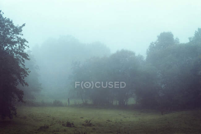 Niebla, árboles en el pasto - foto de stock